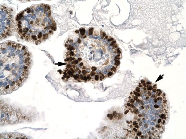 PAX4 Antibody (aa166-215, HRP)