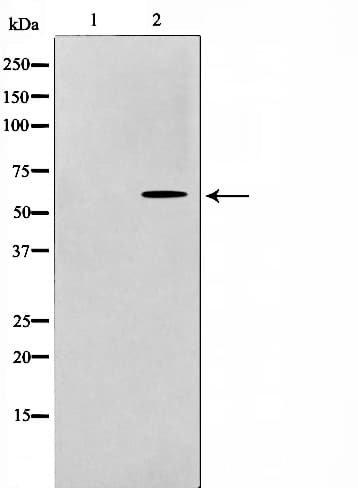 RAD18 Antibody