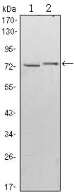 Monoclonal Mouse anti-Human KLHL13 Antibody (clone 8D1, IHC, IF, WB)
