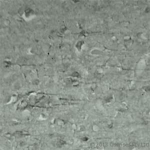 Polyclonal Rabbit anti-Human SYT17 Antibody (Internal, IHC, WB)
