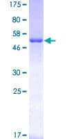 Human STX1A / Syntaxin 1A Protein (Recombinant GST)