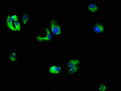 IL10RB Antibody