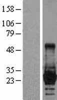 LIN28A / LIN28 Protein (Over-Expression Lysate Myc-DDK (Flag))
