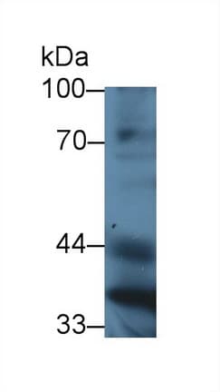 PON1 / ESA Antibody (aa187-354)