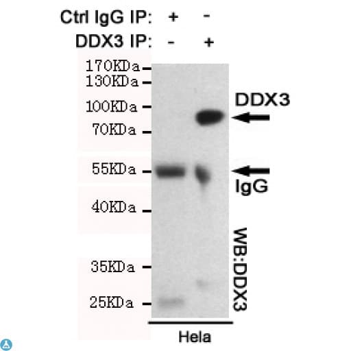 DDX3 Antibody