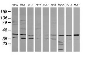 MAPK9 / JNK2 Antibody (clone OTI2G3, Carrier-free)