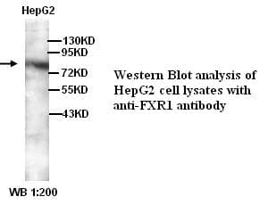 FXR1 Antibody (C-Terminus)