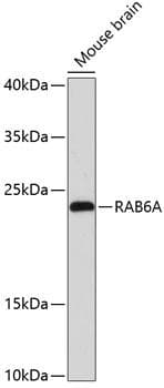RAB6A / RAB6 Antibody