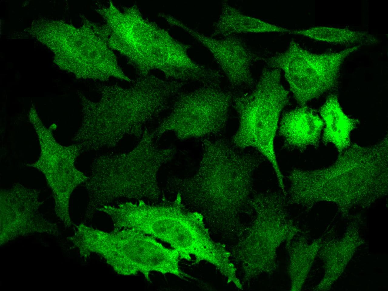 NDRG1 Antibody (Preservative Free)