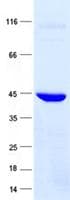 Human TRIM72 / MG53 Protein (Recombinant)