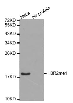 Histone H3 Antibody (Mono-Methyl-Arg2)