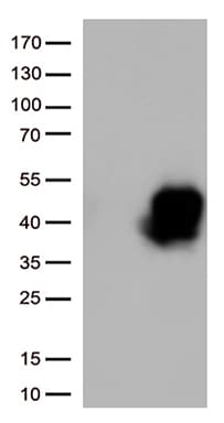 Monoclonal Mouse anti-Human TNFRSF4 / CD134 / OX40 Antibody (clone OTI2F12A2, WB)