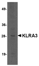 Klra3 / Ly49c Antibody