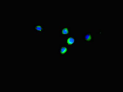 EIF4EBP1 / 4EBP1 Antibody