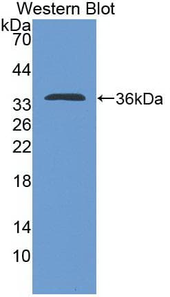 IL4 Antibody (aa61-111)