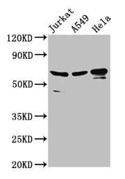 Polyclonal Rabbit anti-Human AIFM1 / AIF / PDCD8 Antibody (aa103-612)