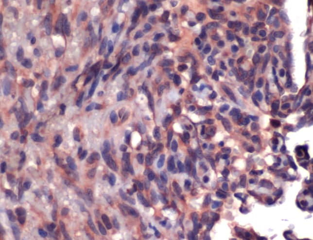 CD34 Antibody