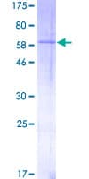 Human TGFB1 / TGF Beta 1 Protein (Recombinant GST)