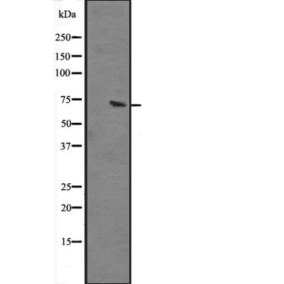 GBP2 Antibody