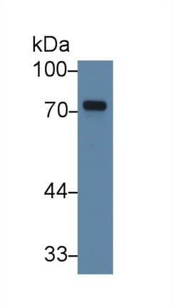 TXLNA / Alpha Taxilin Antibody (aa328-531)