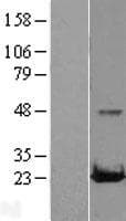 RAB22A / RAB22 Protein (Over-Expression Lysate Myc-DDK (Flag))