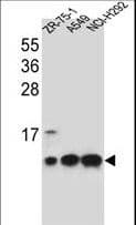 COXG / COX6B1 Antibody (aa59-86)