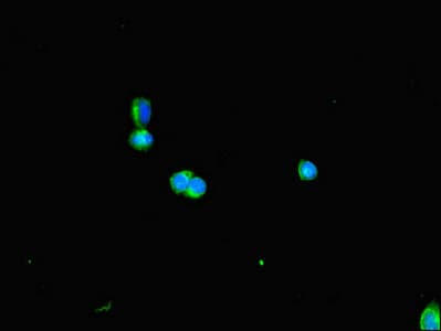 Polyclonal Rabbit anti-Human DNAAF3 Antibody (IHC, IF)