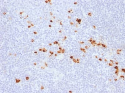 IgG Heavy Chain Antibody (clone IG507R)