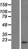 IFNA10 / Interferon Alpha 10 Protein (Over-Expression Lysate Myc-DDK (Flag))