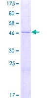Human MRPS10 Protein (Recombinant GST)
