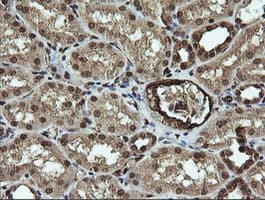 RAB30 Antibody (clone OTI3B1)