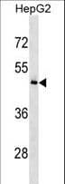 Polyclonal Rabbit anti-Human KHDRBS3 / SLM2 Antibody (aa18-47, WB)