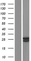 CLRN2 Protein (Over-Expression Lysate Myc-DDK (Flag))