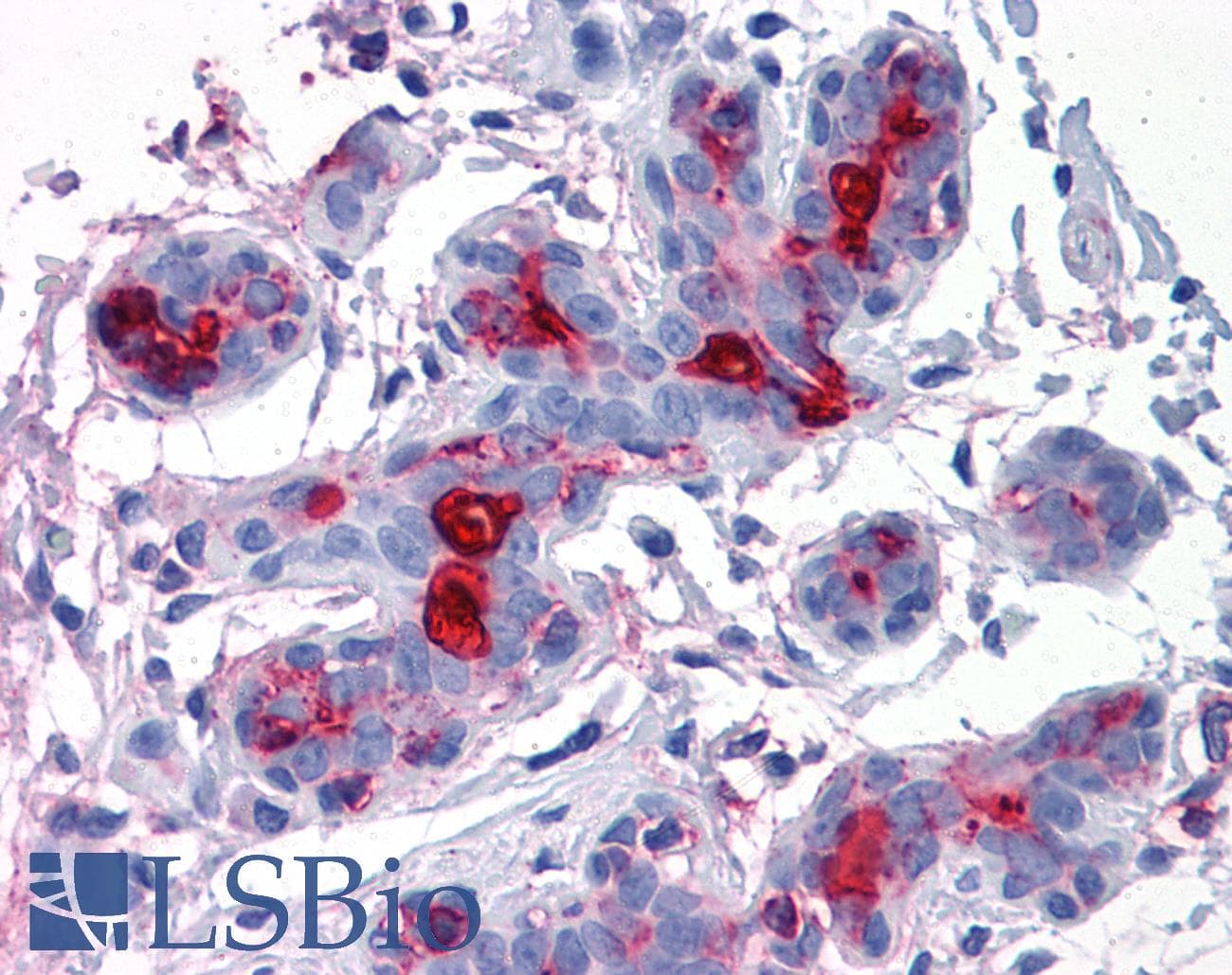 IHC-plus™ EMA / MUC1 Antibody