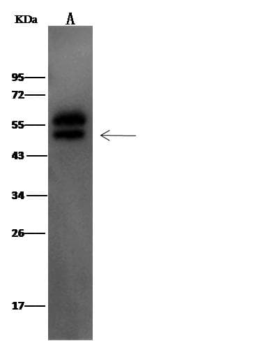 CD274 / B7-H1 / PD-L1 Antibody (Preservative Free)
