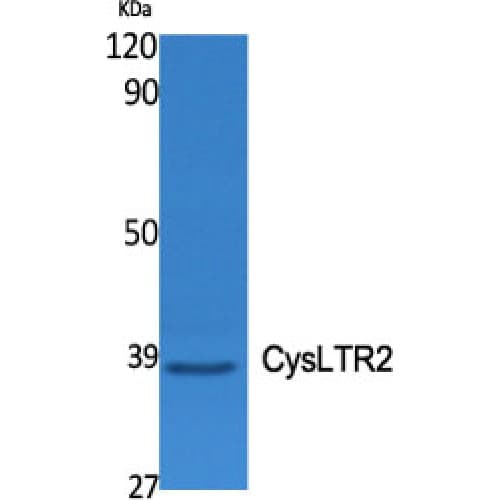 Polyclonal Rabbit anti-Human CYSLT2 / CYSLTR2 Antibody (260-340 aa, C-terminal, IF, WB)