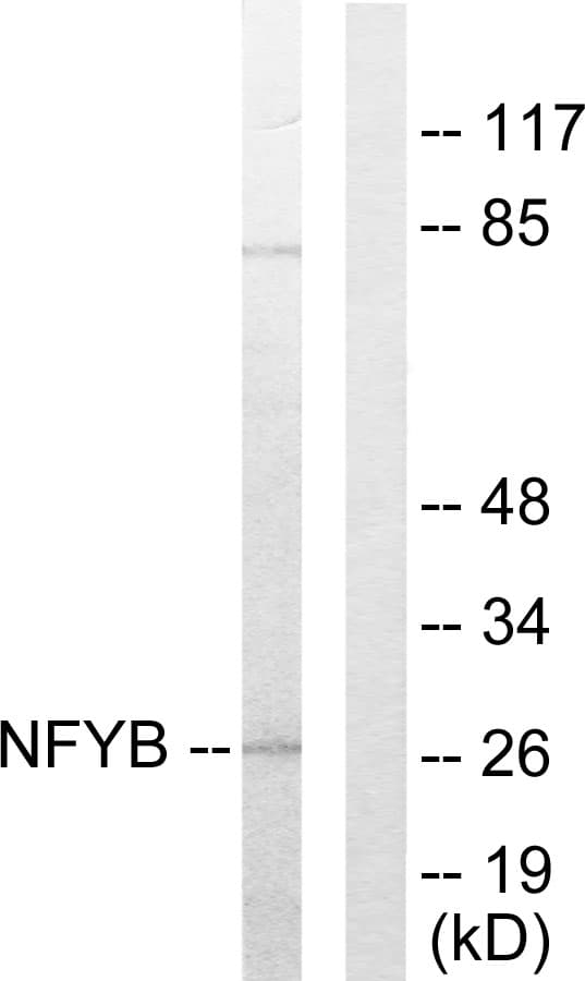 NFYB Antibody (aa1-50)