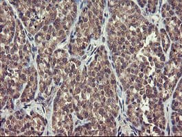 CHN1 Antibody (clone OTI1B7)