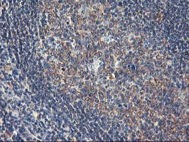 USP10 Antibody (clone OTI2E1)