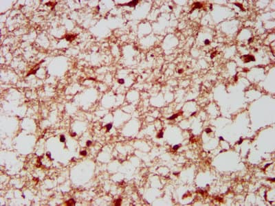 KLF13 Antibody