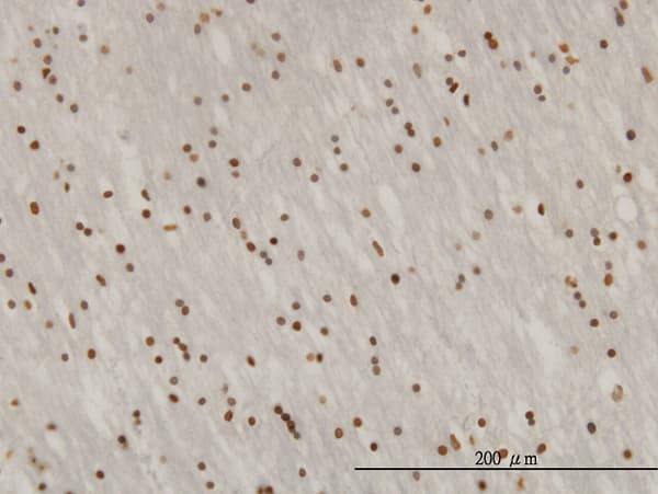 RNF114 / ZNF313 Antibody (clone 4G3-1A10)