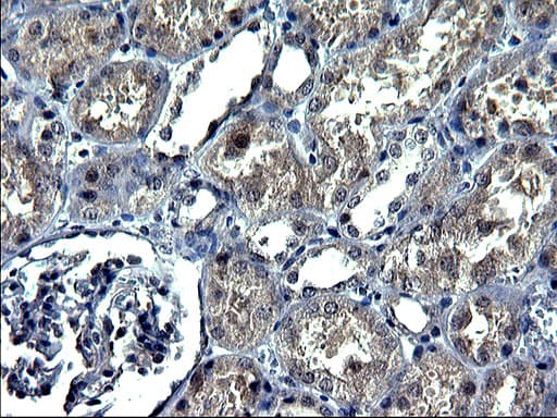 ANKMY2 Antibody (clone OTI1C12)