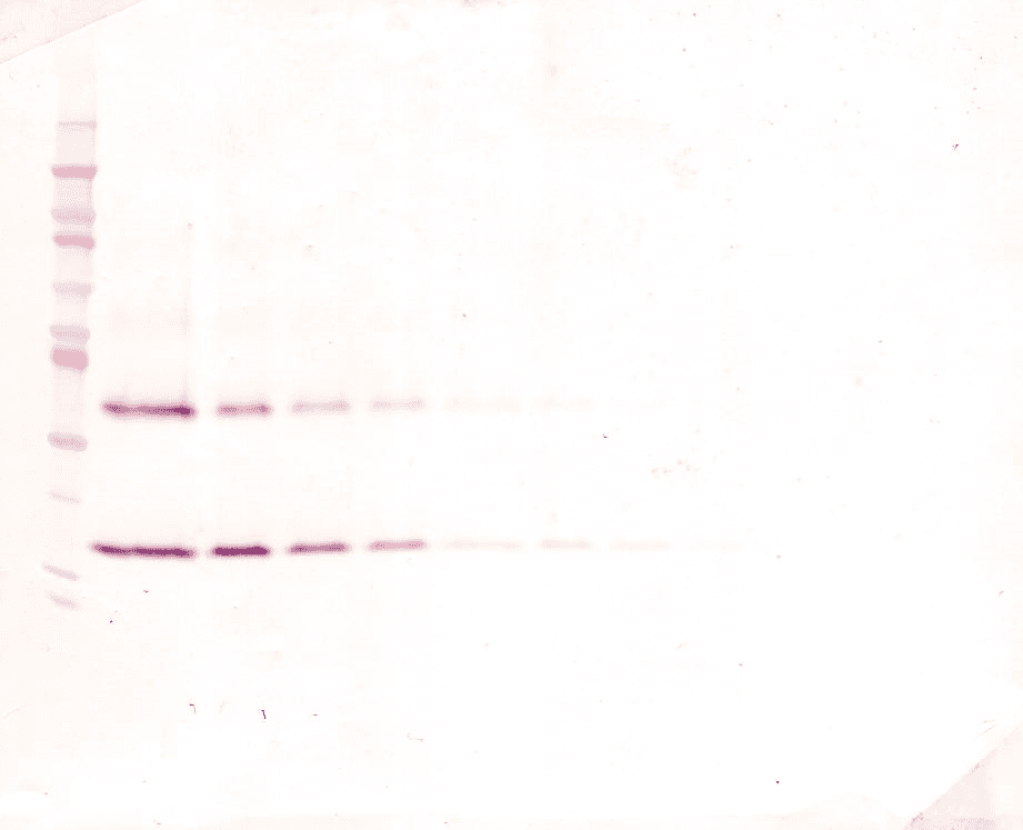 IL-1B / IL-1 Beta Antibody (Biotin)