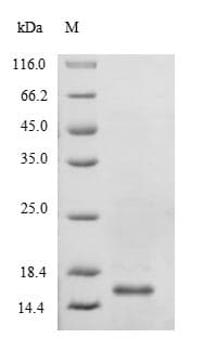 Escherichia coli tsaE Protein (Recombinant)