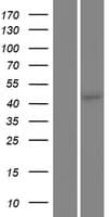 Human TRAPPC13 / C5orf44 Protein (Over-Expression Lysate Myc-DDK (Flag))