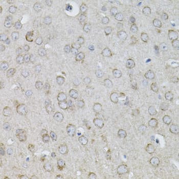 IL13 Antibody