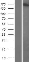 GOLGA3 Protein (Over-Expression Lysate Myc-DDK (Flag))