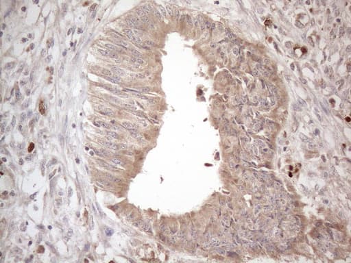 AMTN Antibody (clone OTI1D6)