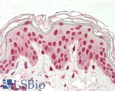 KAT5 / TIP60 Antibody (aa42-91)