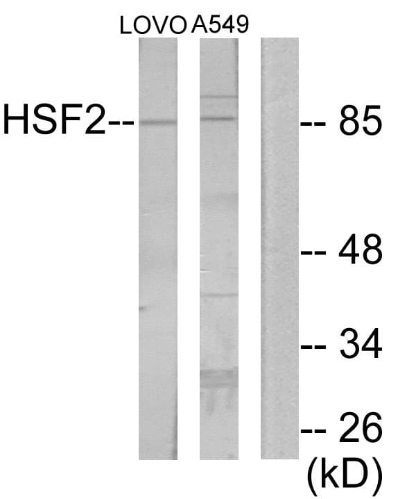 HSF2 Antibody (aa401-450)